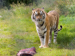 Beautiful Amur tiger