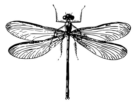 Libelle-odonata-dragon-fly-vintage