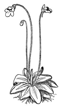 Gemeines Fettkraut - Pinguicula vulgaris - common butterwort #vector