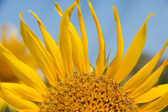 close up of a sunflower