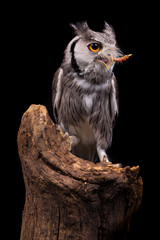 African White Faced Owl eating a chick