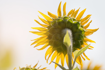 close up of sunflower in a sunny day