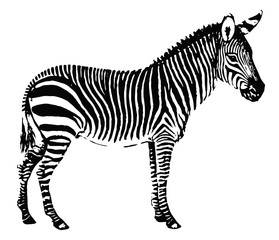 Bergzebra-Equus-Zebra-vintage