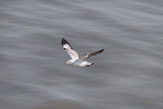 Seagulls flying over the sea