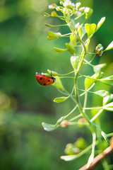 a ladybird crawls along the grass stalk, a bright summer day