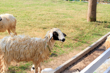 Obraz premium lambs on the farm