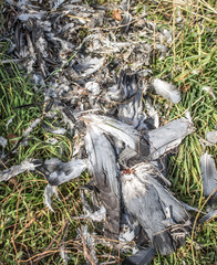 Feather birds on the grass in nature