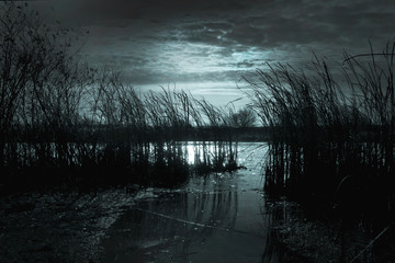 dark night in the river with reeds reflects the light of the moon, a summer or autumn night