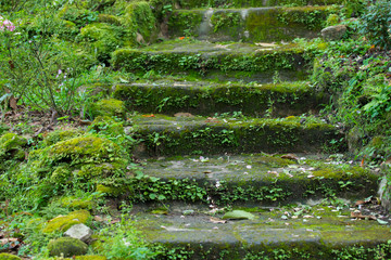 plant cover stone stairway in the park