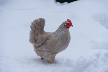 chicken walking outside in snow in Sweden