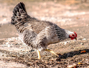 Beautiful chicken in nature