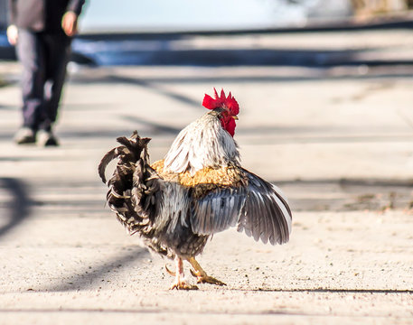 A beautiful rooster walks down the street
