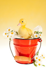 Duckling in red bucket
