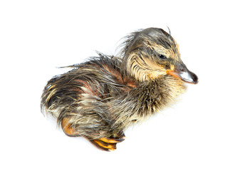 Wet duckling newly hatched