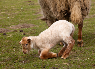 Obraz premium Clumsy newborn lamb