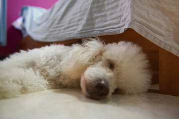 White poodle dog sleeping on floor