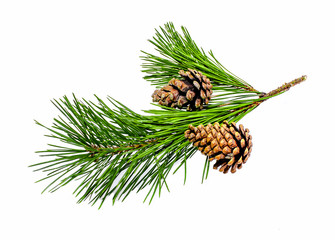 A branch of a coniferous tree and a cone on a white background © kvdkz