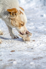 A stray dog ​​gnaws a bone in the winter on snow