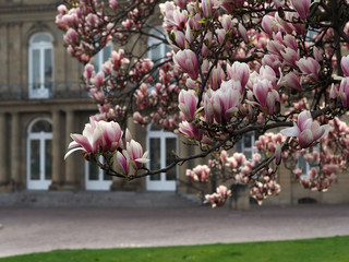 Magnolienblüte vor dem Neuen Schloss, Stuttgart © Ulrich Weiß