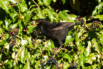 Blackbird, Turdus merula