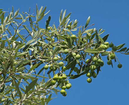 Olives vertes dans un olivier
