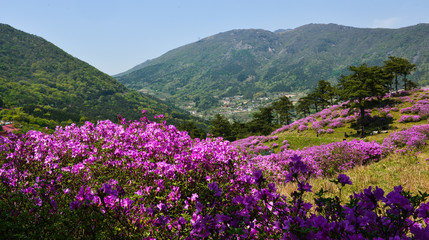 철쭉꽃이 핀 4월