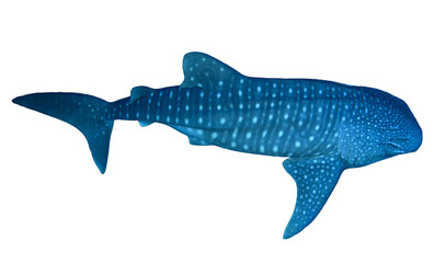 Whale Shark isolated on white background