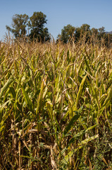Natura e paesaggi, agricoltura e coltivazioni: un campo di grano con dettagli delle foglie verdi e delle spighe