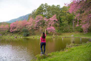 Fototapeta na wymiar Woman tourism vacation and travel. Tourist woman standing and enjoying landscape at winter cherry blossom mountain in Chiang Mai, Thailand.