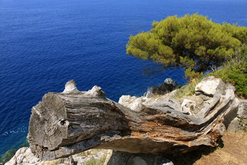 Fototapeta premium View of a dry tree against a background of water Lopud, Croatia panorama