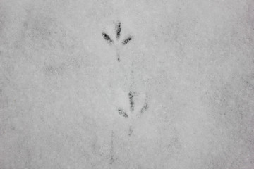Footprints of a dove on the fluffy snow. Traces of birds on a white background.