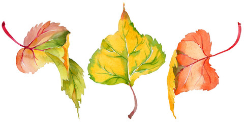 Autumn leaf of poplar in a hand-drawn watercolor style isolated. Aquarelle leaf of poplar for background, texture, wrapper pattern, frame or border.