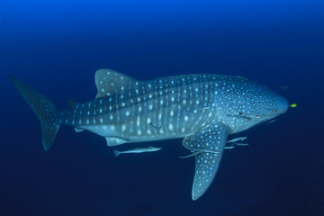Whale Shark