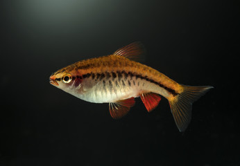 Aquarium fish, Barbus