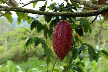 Cacao Tree - Theobroma cacao - Organic cocoa fruit