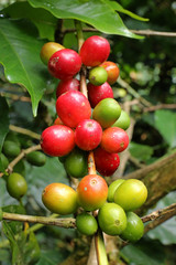 Close up Fresh organic coffee berry, raw cherries coffee beans on coffee tree plantation in Colombia