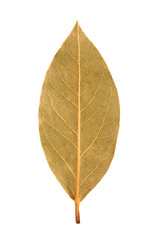 Dried laurel leaves. One laurel leaf