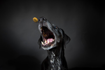 Hundeleckerli Schnappschuss