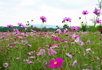 Pink cosmos in the park among a beautiful day. There are mountains being far at the background