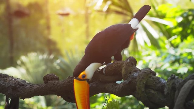 Mature Toucan Eating Fruit