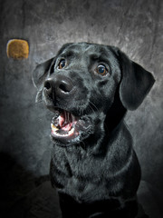 Hundeleckerli Schnappschuss