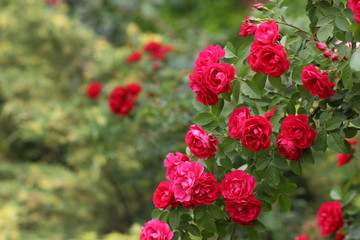 Valentine's Day, red roses, March 8, greeting card with flowers on holiday, natural background, declaration of love, red flowers in pop art style, minimalism