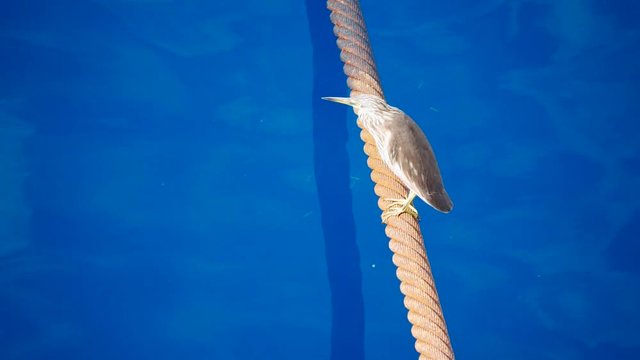 Cattle Egret (Bubulcus ibis) Bird on Anchor Wire in the middle of the ocean
