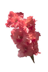 A branch of pink gladiolus isolated on white background.