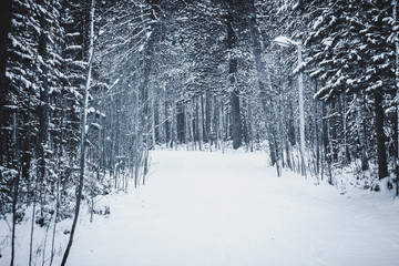 Beautiful winter forest in the Park
