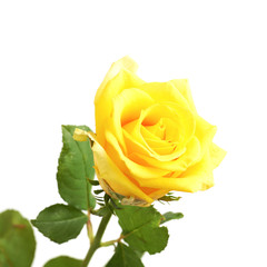Yellow rose isolated