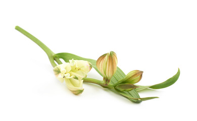 Green lilly flower isolated