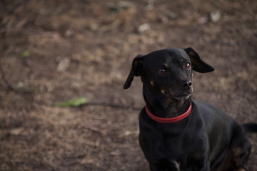 Portrait of Small Black Chihuahua