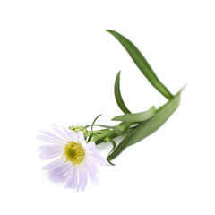 Chamomile daisy flower isolated