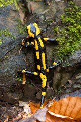 Feuersalamander (Salamandra salamandra terrestris) kriecht über altes Laub, Harz, Ostharz, Sachsen-Anhalt, Deutschland, Europa 
